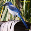 Florida Scrub-Jay range map