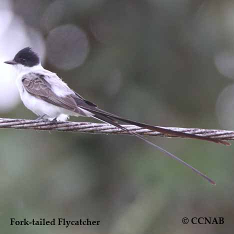 Fork-tailed Flycatcher