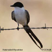 Fork-tailed Flycatcher range map