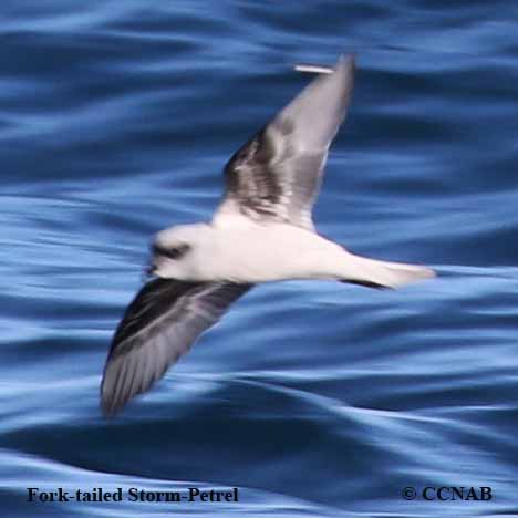 Fork-tailed Storm-Petrel