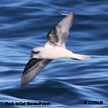 Fork-tailed Storm-Petrel range map