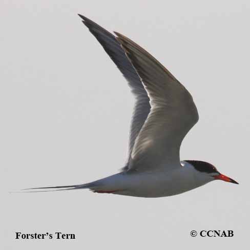 Birds of North America