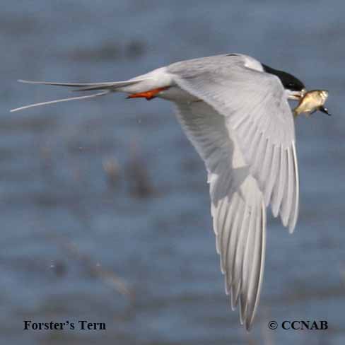 Birds of North America