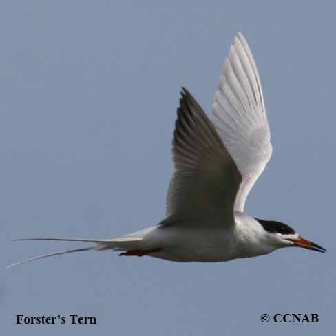 Birds of North America