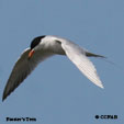 Forster's Tern range map