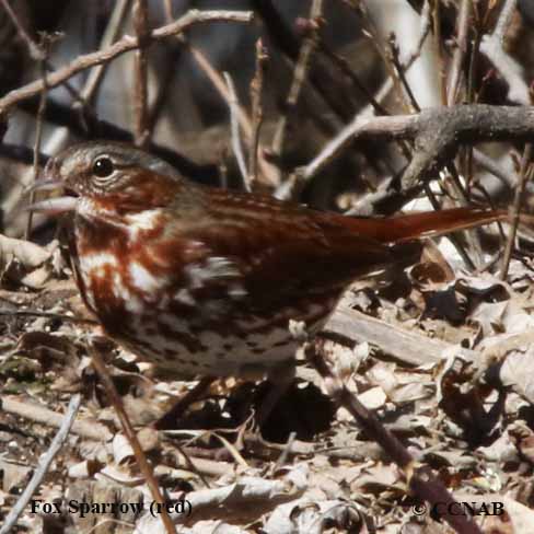 Fox Sparrow (red)