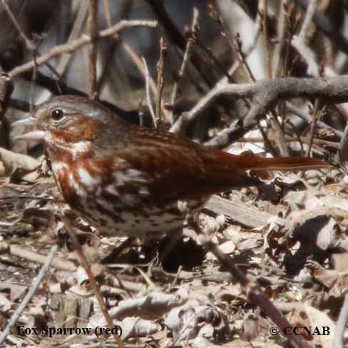 Fox Sparrow (red)