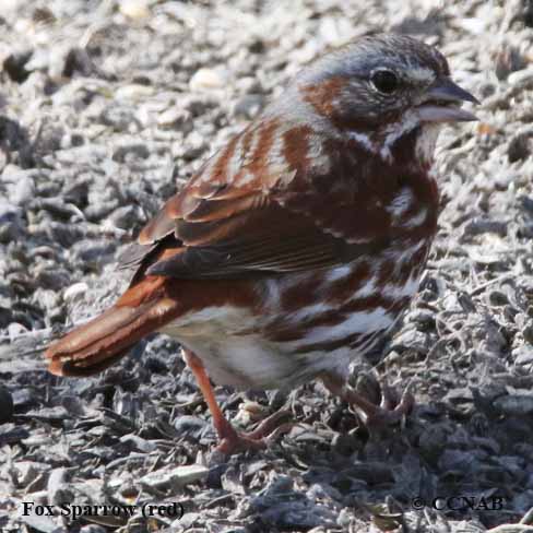 Fox Sparrow (red)