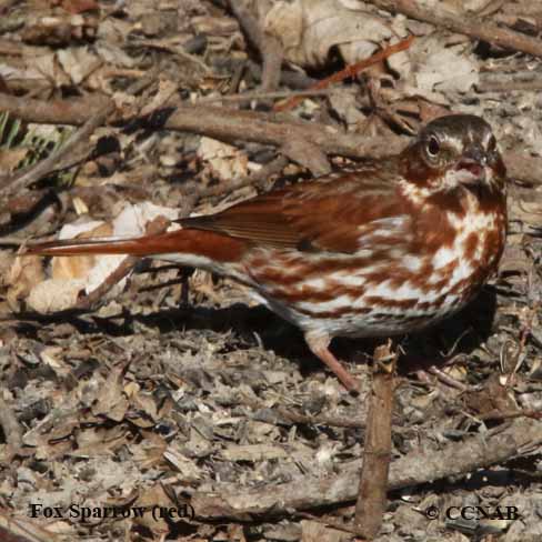 Fox Sparrow (red)