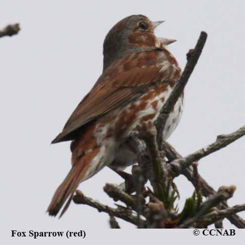 Fox Sparrow