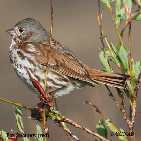 Fox Sparrow (red)