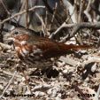 Fox Sparrow (red)