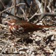 Fox Sparrow (Red) range map