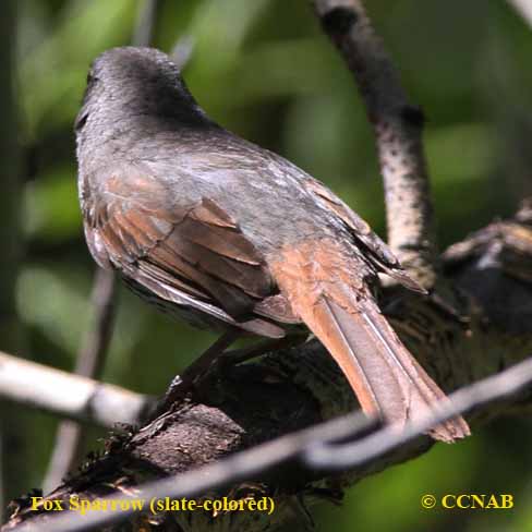 Fox Sparrow (slate-colored)