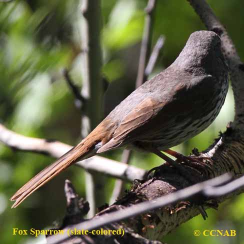 Fox Sparrow (slate-colored)