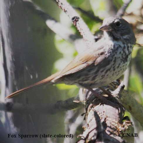 Fox Sparrow (slate-colored)