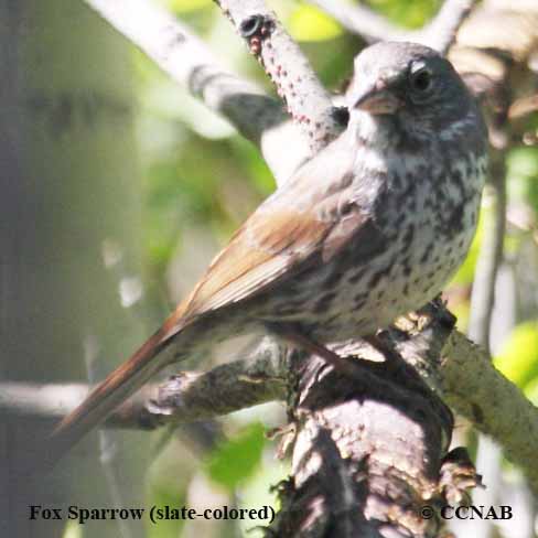 Fox Sparrow (slate-colored)