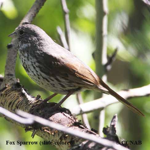 Birds of North America