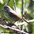 Fox Sparrow (Slate-colored) range map