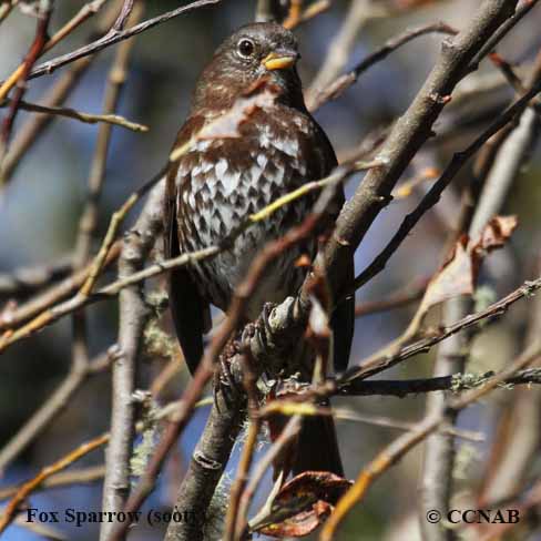 Fox Sparrow (sooty)