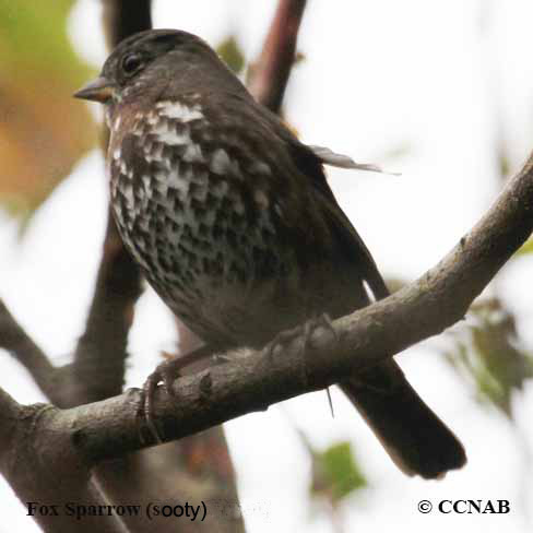 Birds of North America