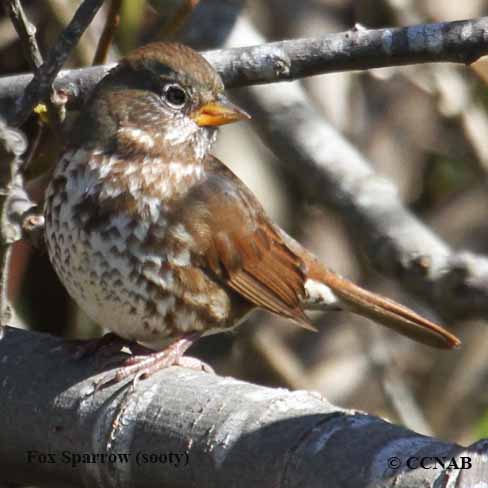 Fox Sparrow (sooty)