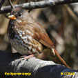 Fox Sparrow (sooty)