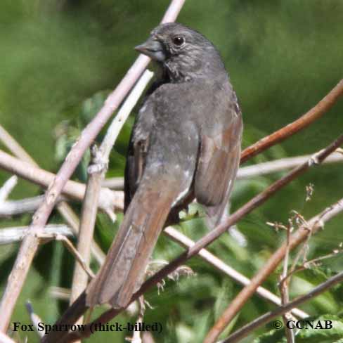 Fox Sparrow (thick-billed) 