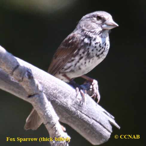 Fox Sparrow (thick-billed)