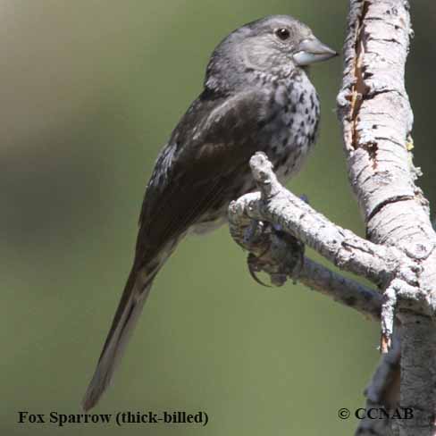 Fox Sparrow (thick-billed)