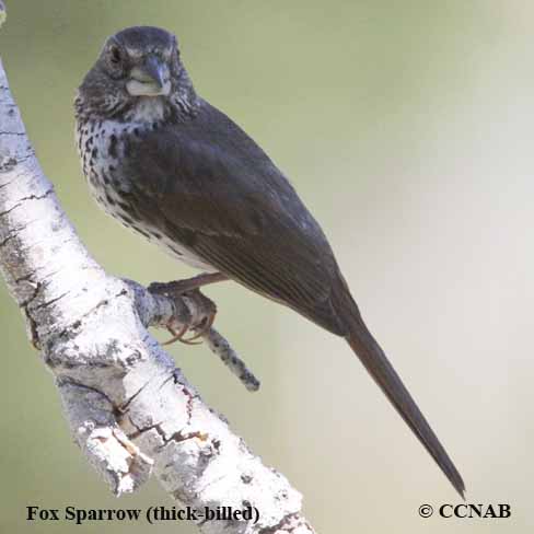 Fox Sparrow (thick-billed)