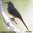 Fox Sparrow (Thick-billed) range map