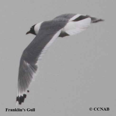 Franklin's Gull