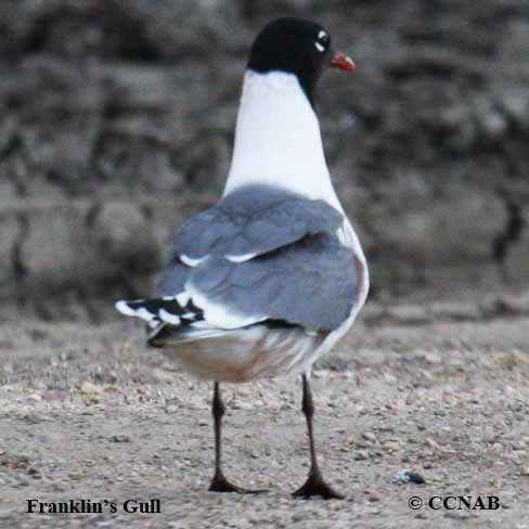 Franklin's Gull