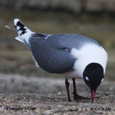 Franklin's Gull