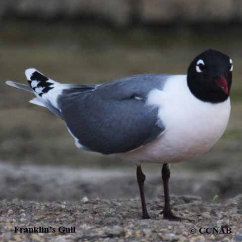 Franklin's Gull