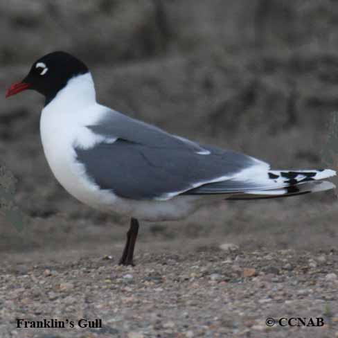 Birds of North America