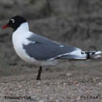 Franklin's Gull range map