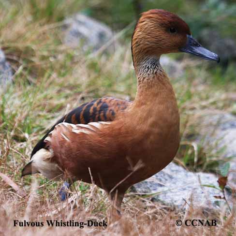 Fulvous Whistling-Duck