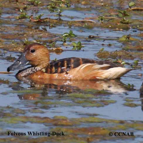 Birds of North America