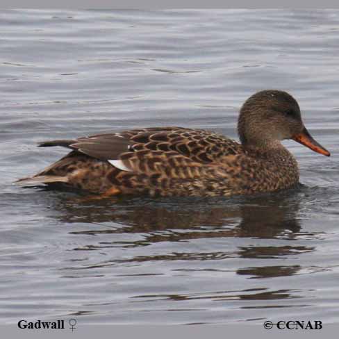 Gadwall