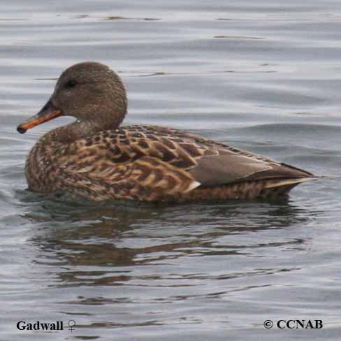 Gadwall