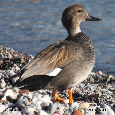 Gadwall