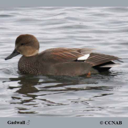 Gadwall