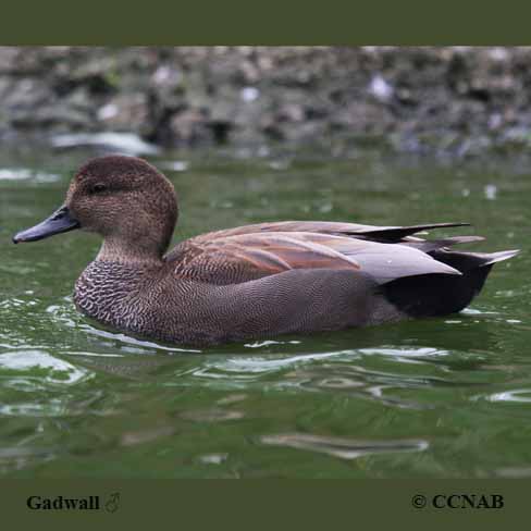 Birds of North America