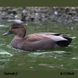 Gadwall range map