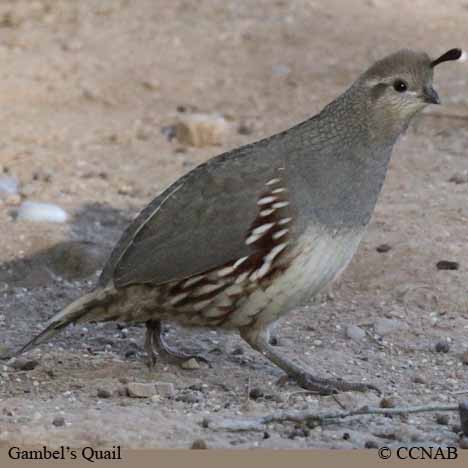 Plumages, Molts, and Structure - Gambel's Quail - Callipepla gambelii -  Birds of the World