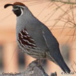 Gambel's Quail range map