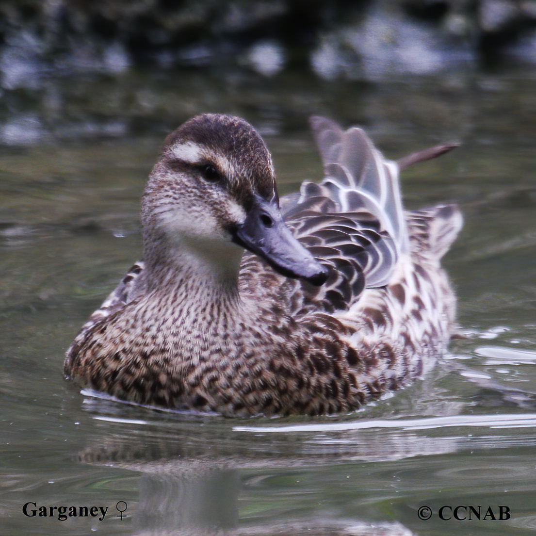 Garganey