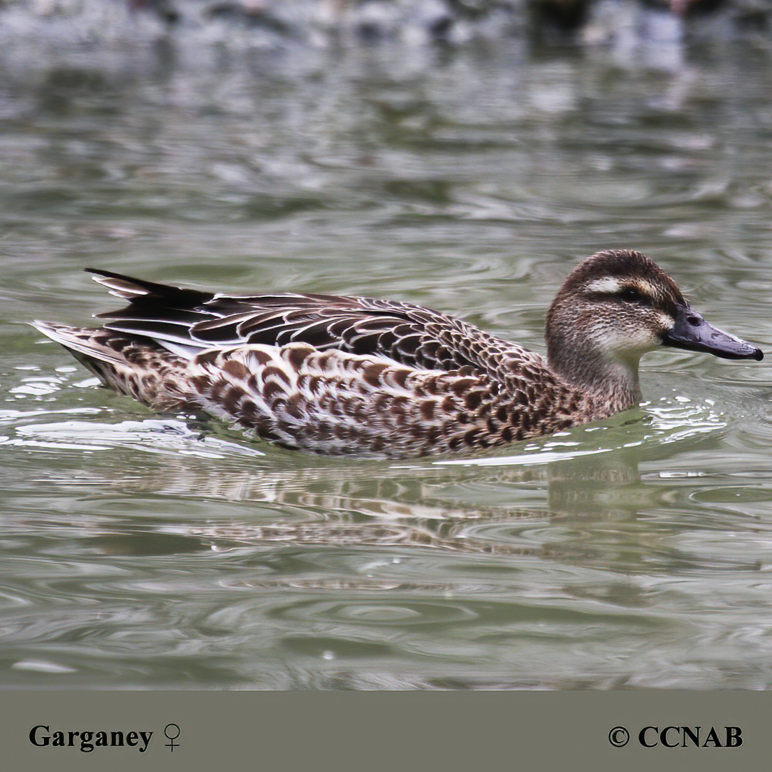 Garganey